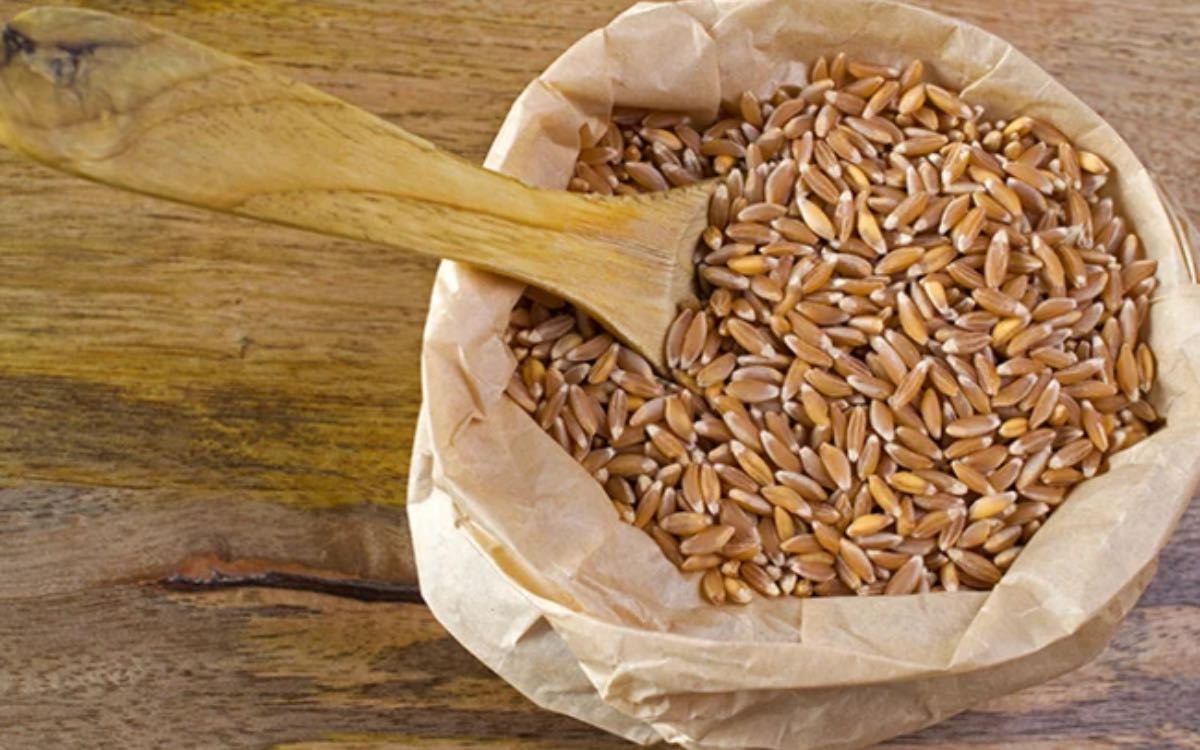 Khapli Wheat | ఈ గోధుమలు చాలా కాస్ట్లీ.. ఇవి అందించే లాభాలు అలాంటివి మరి..!
