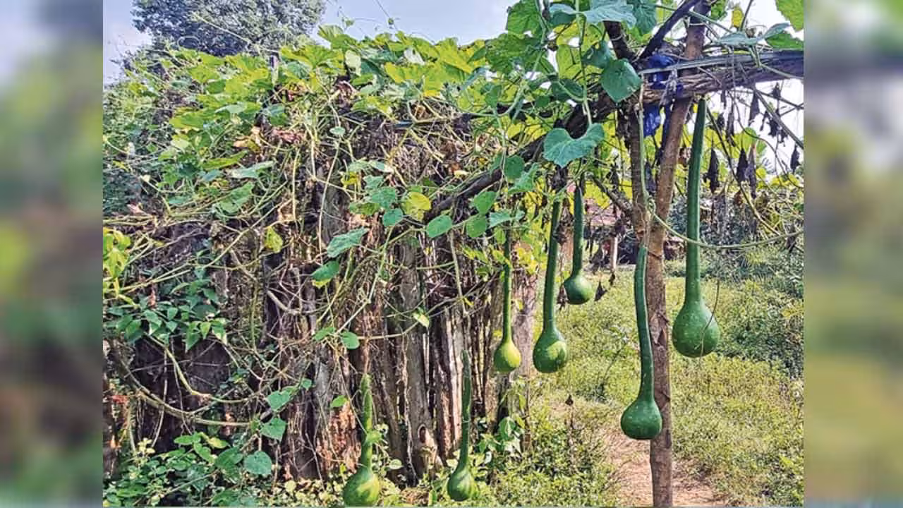 Bottle Gourd | ‘గద’ ఆకారంలో ‘సొరకాయలు’.. మీరు ఓ లుక్కేయండి..!