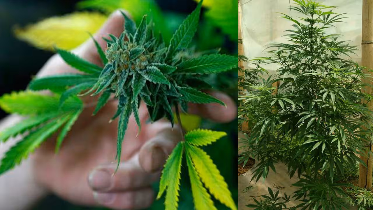 Ganja | కిరాయి ఇంట్లో గంజాయి మొక్క.. సిద్దిపేటలో బెంగాల్ వ్యక్తి అరెస్ట్