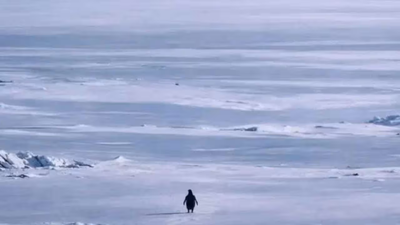 Penguin | సోషల్ మీడియాలో వైరల్ అవుతున్న పెంగ్విన్ వీడియో.. అసలేంటి విషయం..?
