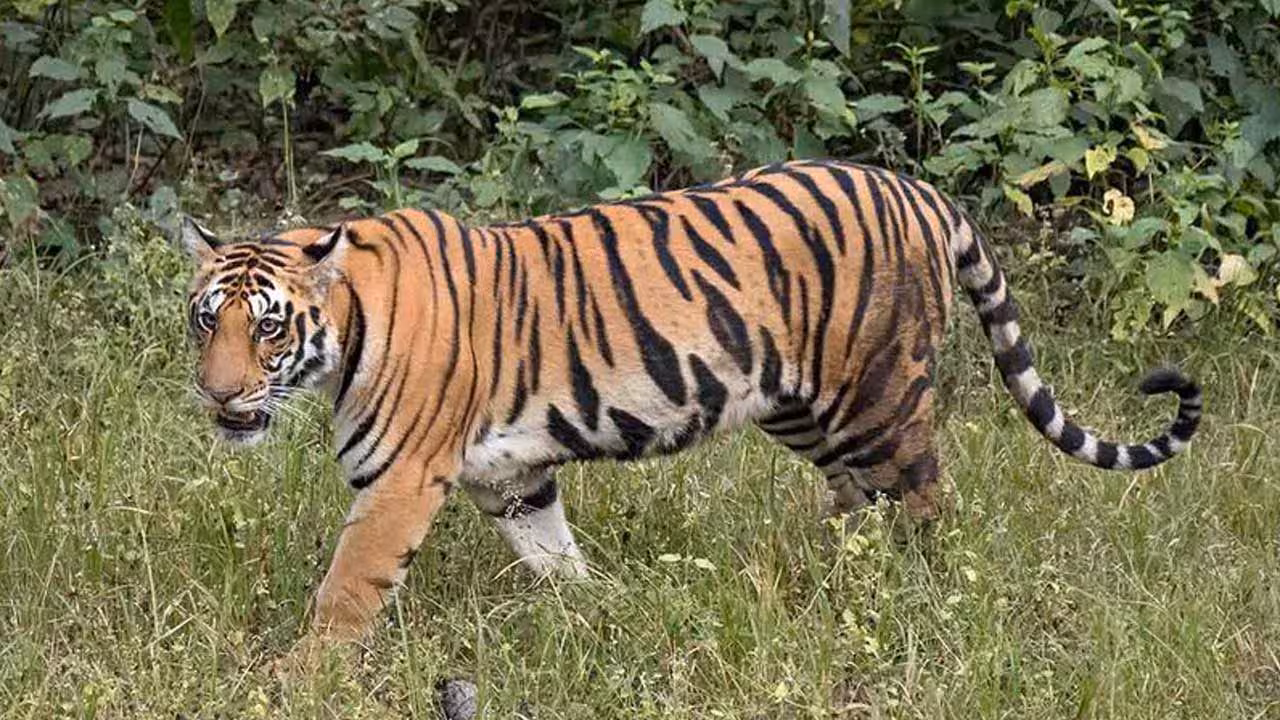 Tiger | సిద్దిపేటలో పెద్ద పులి అలజడి.. ఒకే రోజు ఏడు మూగ జీవాలు బలి
