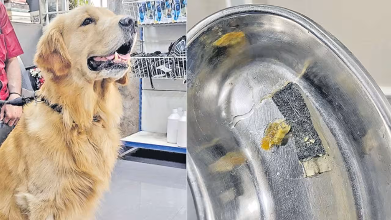 Pet Dog | కుక్క కడుపులో సూది, దారం ఉండ.. కాపాడటానికి ఢిల్లీ నుంచి డాక్టర్