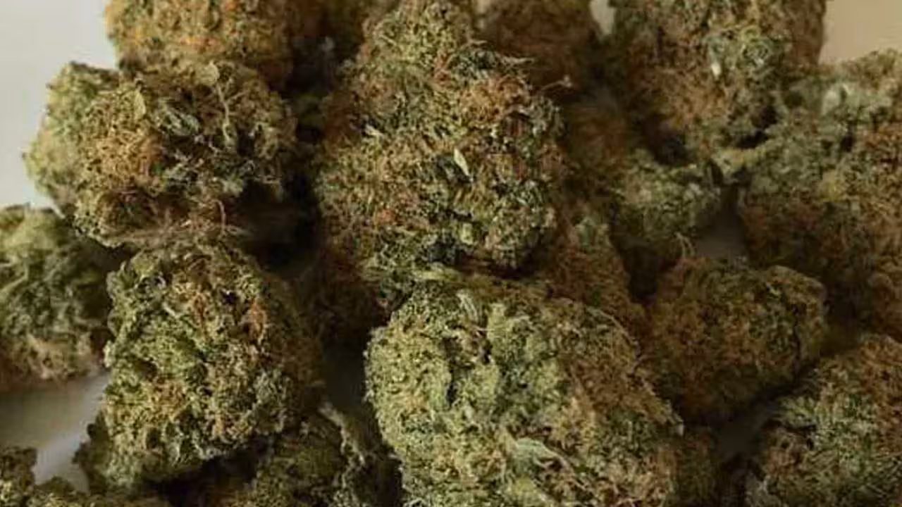 Ganja | హైదరాబాద్లో రూ. 30 లక్షల విలువ చేసే గంజాయి సీజ్