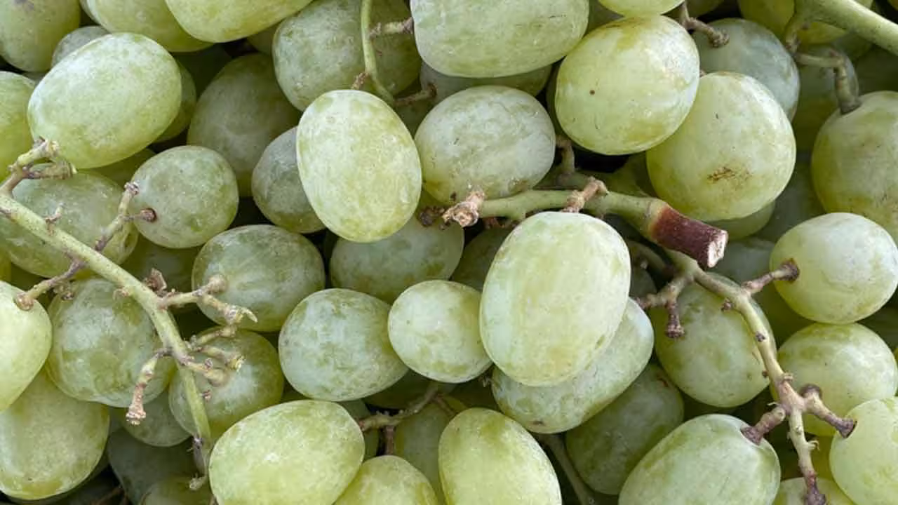 Cleaning Grapes | ద్రాక్షలను కొని తెచ్చాక నేరుగా అలాగే తింటున్నారా..? అయితే జాగ్రత్త..!