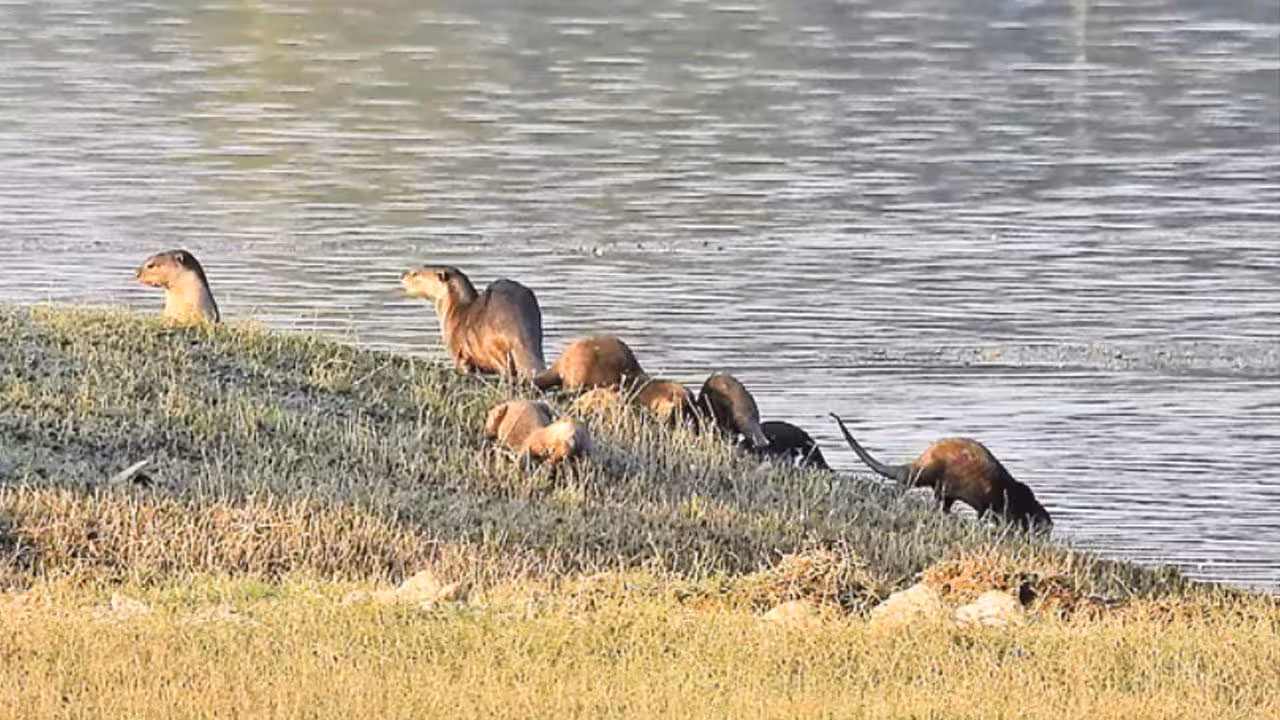 Smooth Coated Otter | స్వచ్ఛమైన నీటి వనరులే వాటి ఆవాసాలు.. బోథ్ అటవీ ప్రాంతంలో ప్రత్యక్షమైన అరుదైన జల ప్రాణులు