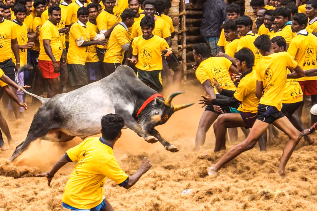 Jallikattu | జల్లికట్టు ఆటలో విషాదం.. ముగ్గురి మృతి