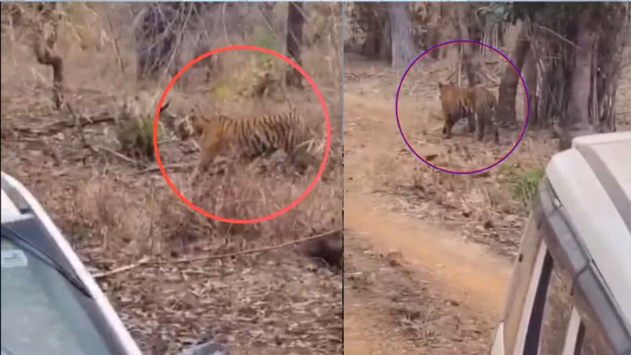 Tigress | అదిగో పులి.. అతి దగ్గరగా చూడడంపై అధికారుల హర్షం
