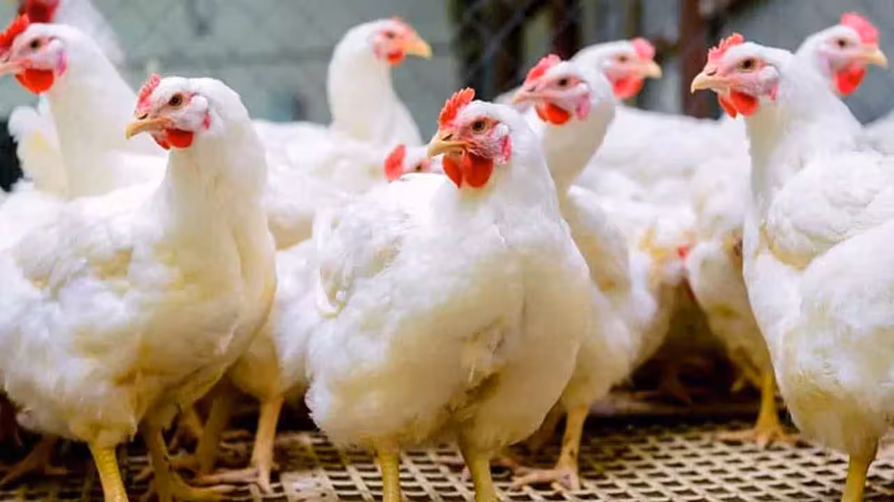 Chicken Shops | రాష్ట్రంలో చికెన్ దుకాణాలు బంద్.. ఆ కోళ్లకు భారీగా పెరిగిన డిమాండ్