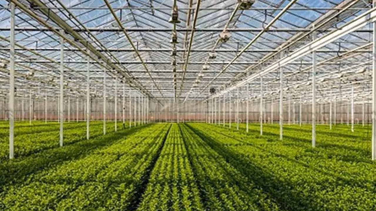 Telangana Horticulture | మన ఇల్లు – మన కూరగాయలు.. 14న శిక్షణా కార్యక్రమం