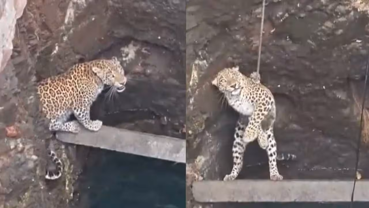 Leopard | బావిలో పడ్డ చిరుత.. కాపాడిన అధికారులు.. వీడియో