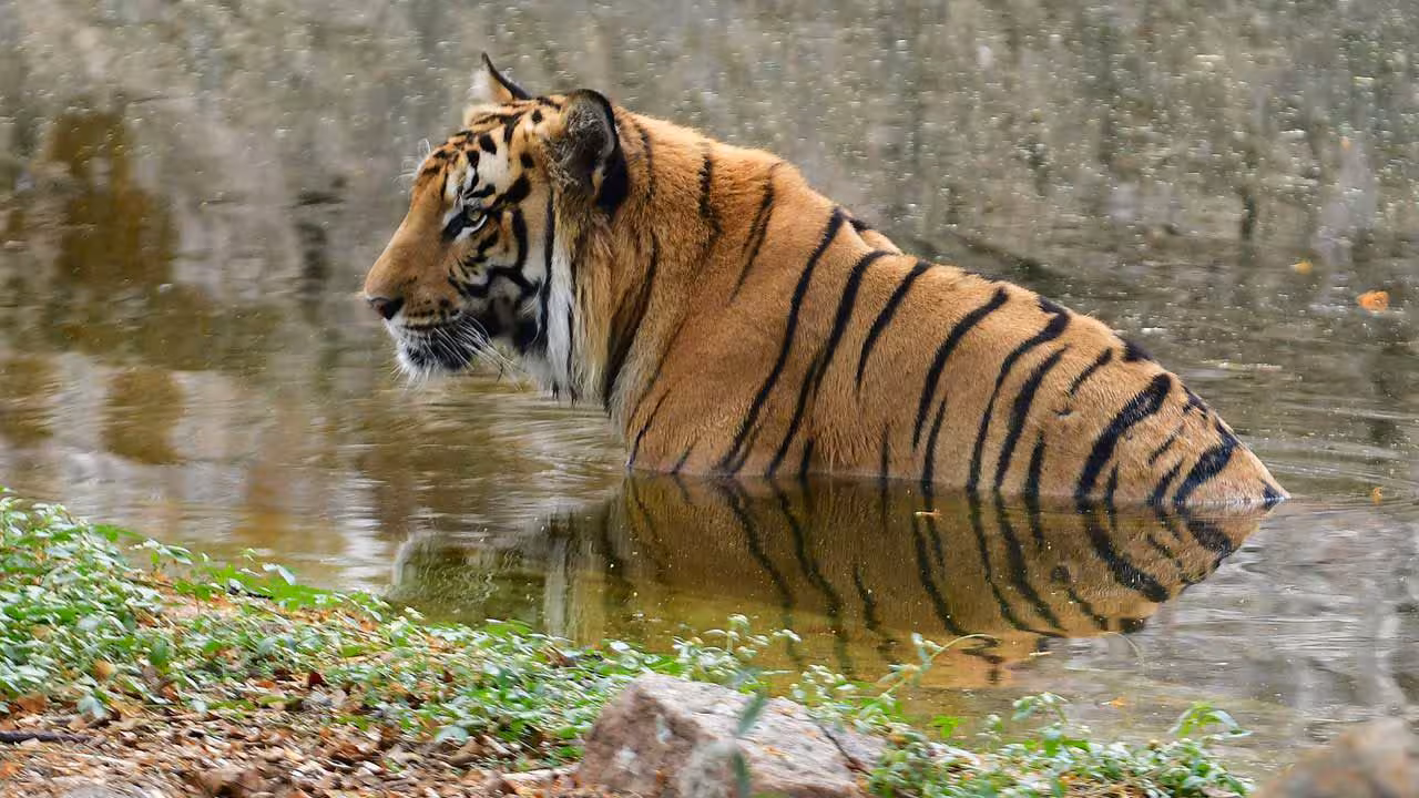 Hyderabad Zoo | దంచికొడుతున్న ఎండలు.. హైదరాబాద్ జూలో ఏసీలు, కూలర్లు