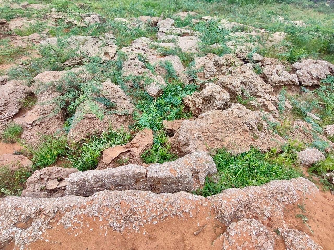 12,000-Year-Old Fossil Discovered in Tamil Nadu After Heavy Rains