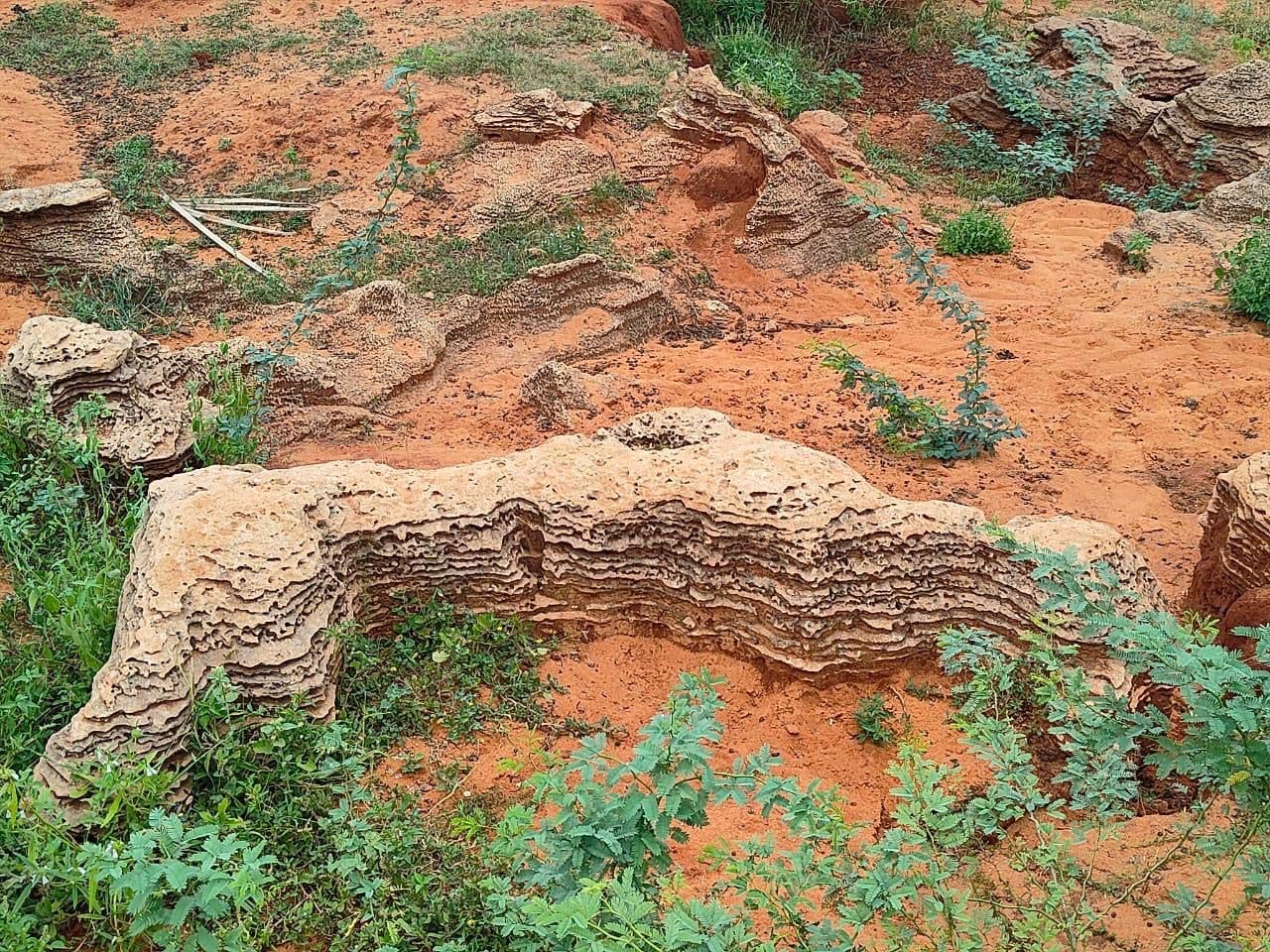 12,000-Year-Old Fossil Discovered in Tamil Nadu After Heavy Rains