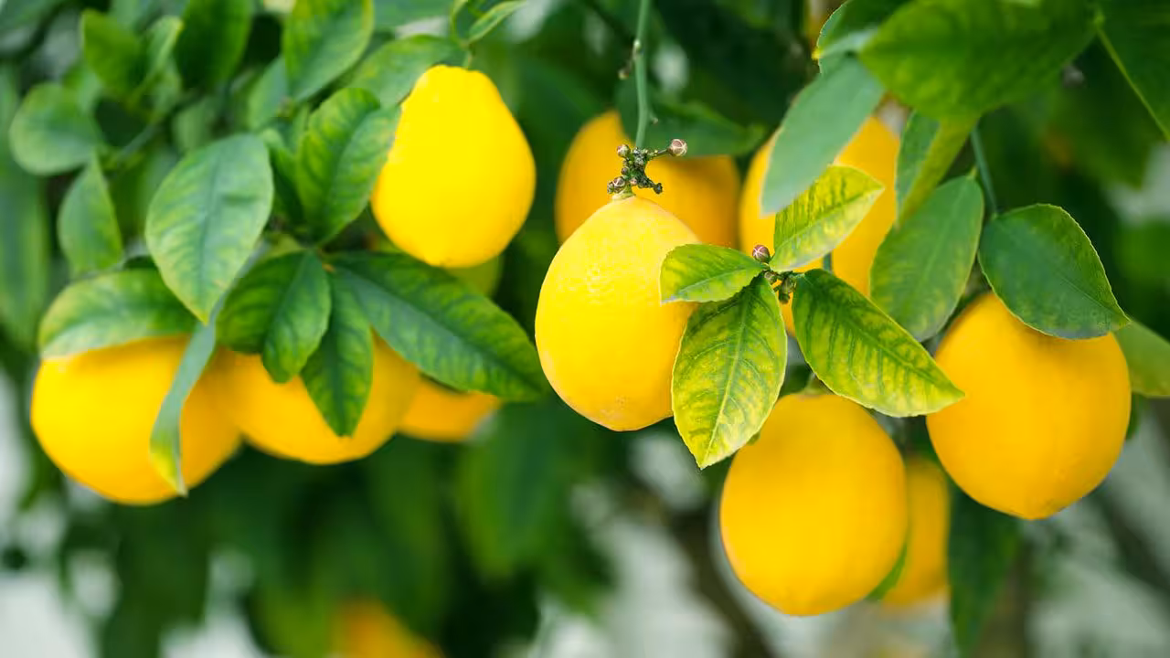 Lemon | రికార్డు స్థాయికి నిమ్మ ధర.. ఒక్క కాయ ఎంతో తెలుసా?