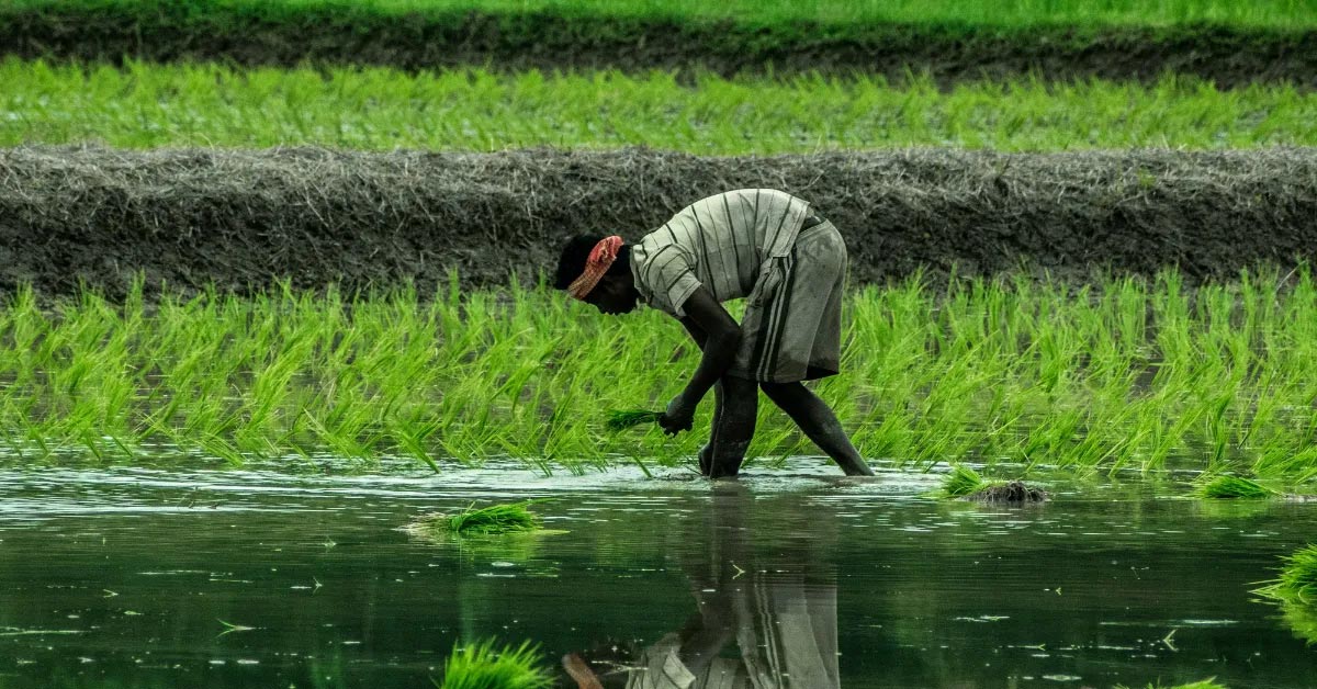 500 Year Old Zabo Farming Nagaland Secret to Saving Water and Sustainable Agriculture