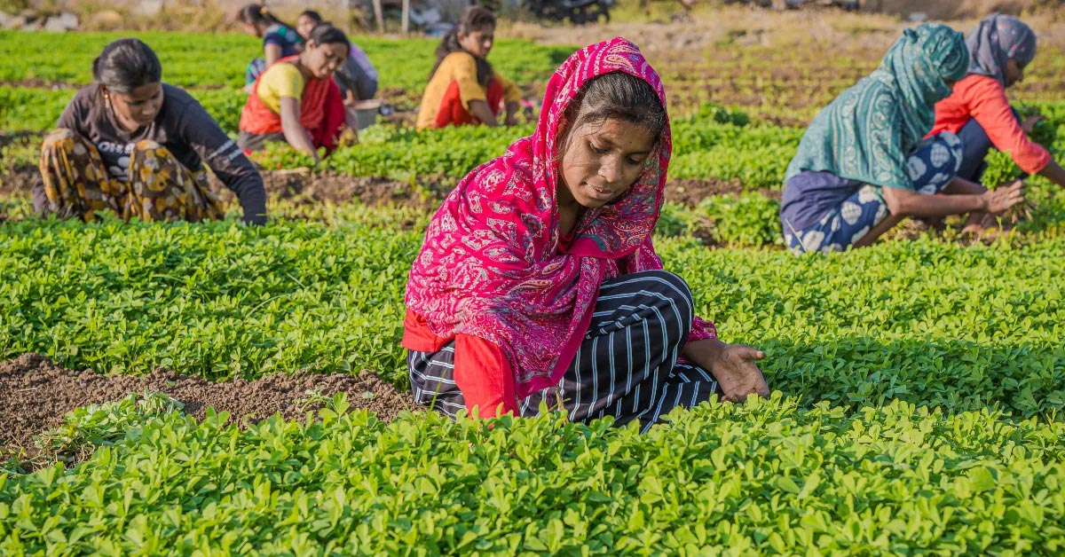 500 Year Old Zabo Farming Nagaland Secret to Saving Water and Sustainable Agriculture