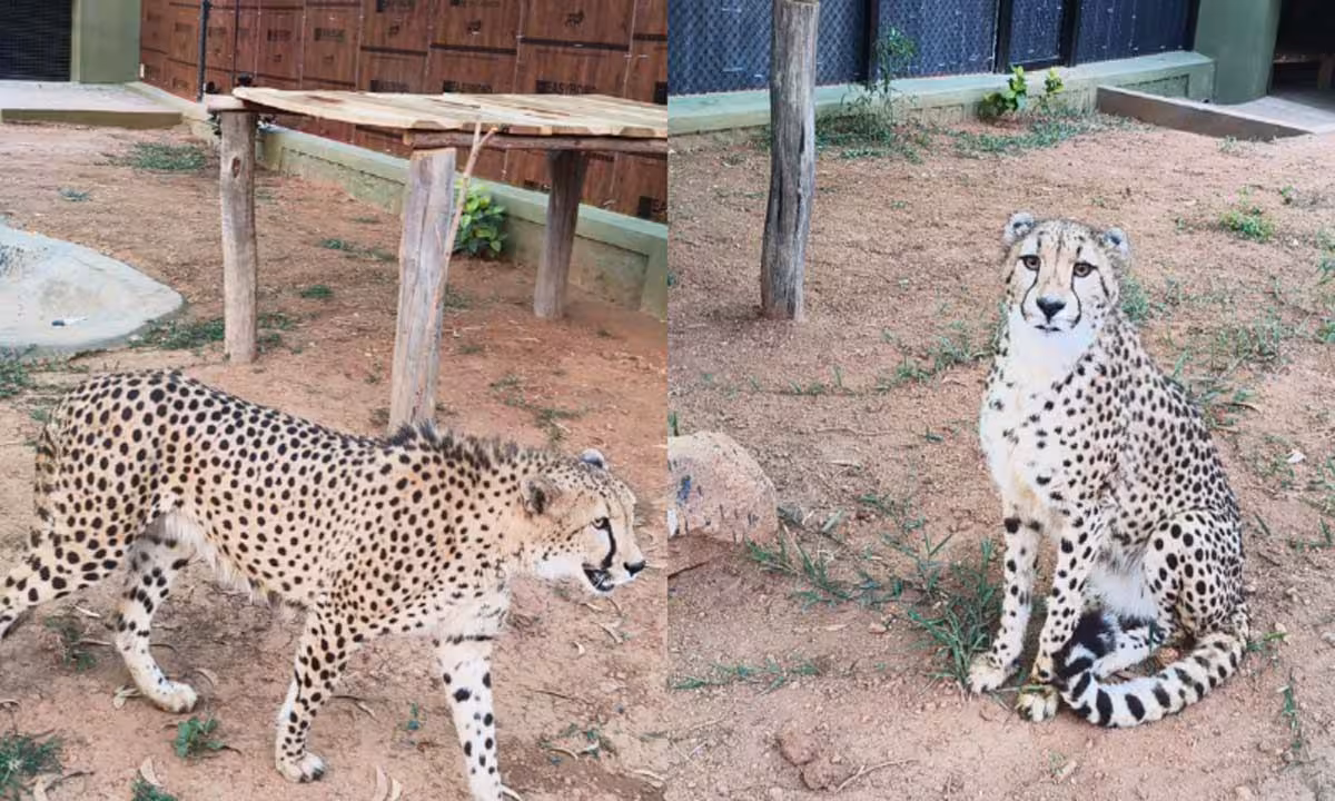 Leopard | శివంగులొచ్చాయ్..