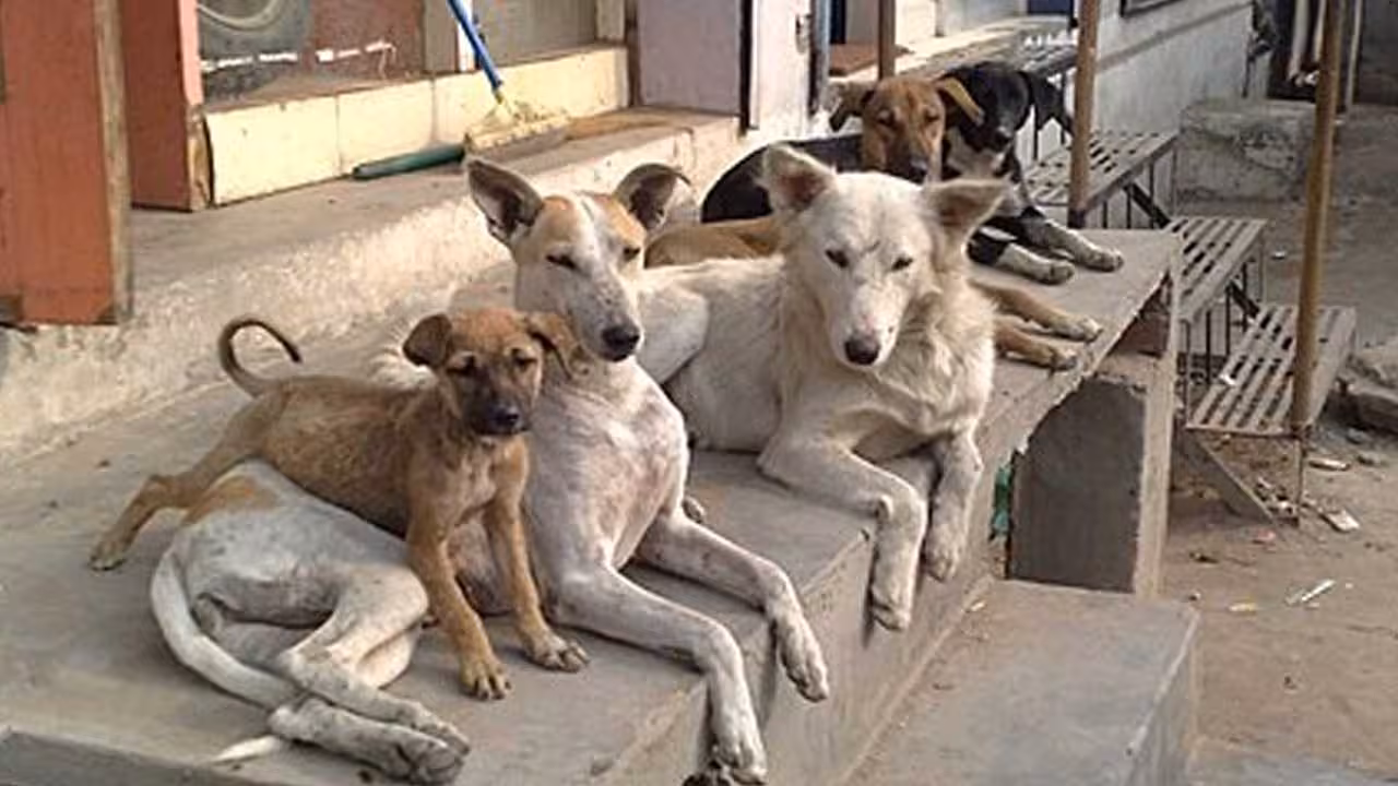 Stray Dogs | వీధి కుక్కల రక్తంతో వ్యాపారం.. ఒక్కో ప్యాకెట్ ధర రూ. 25 వేలు