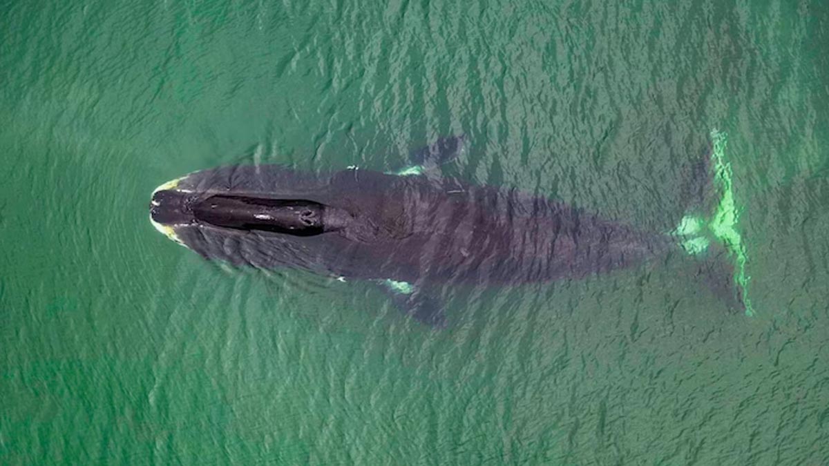 Could Humans Live Up to 200 Years Whales DNA Repair Protein Holds the Longevity Secret