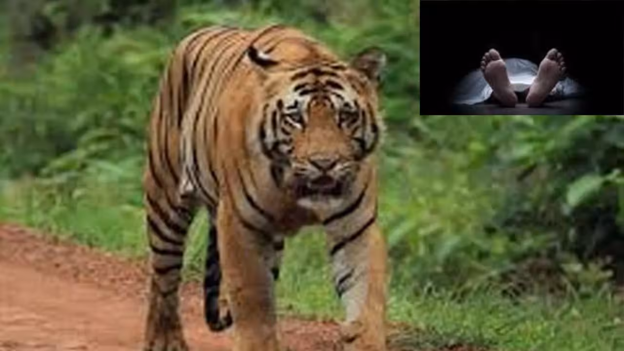 Tiger attacked | బీడీ ఆకులు ఏరుకునే మహిళలపై పులి పంజా.. నలుగురు మృతి