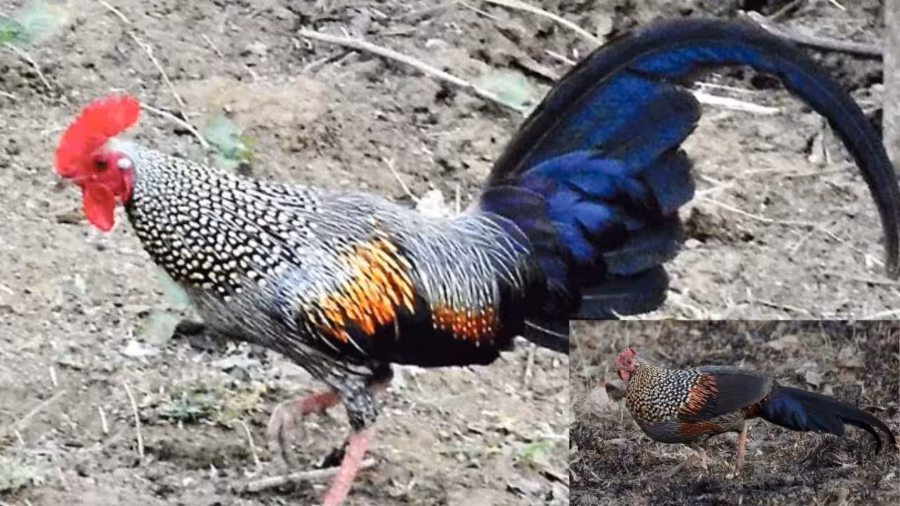 Grey Jungle fowl | అరుదైన అడవి కోడి.. తిన్నారో జైలు పాలే.. ఇంతకి అదెక్కడుంటుందంటే..