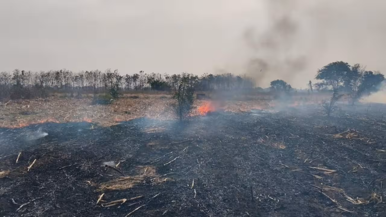 Oil palm plantation destroyed in fire | తిరుమలగిరిలో అగ్ని ప్రమాదం.. 8 ఎకరాల పామాయిల్ తోట దగ్ధం