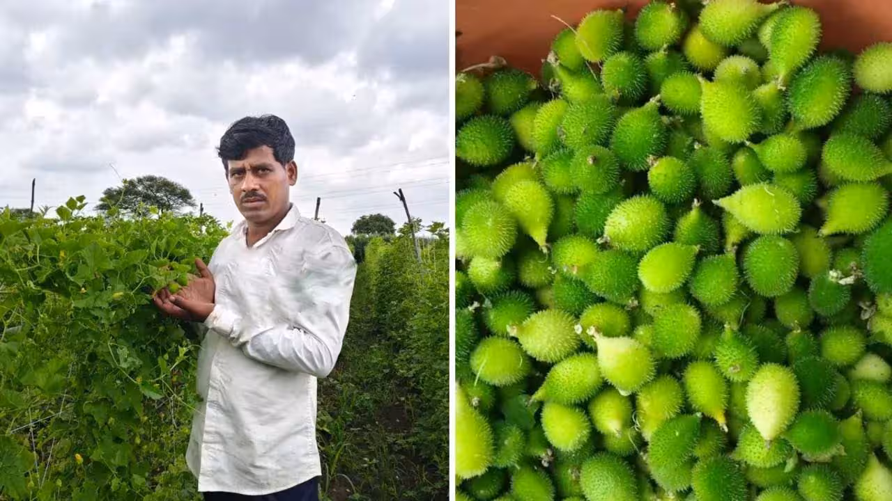 Boda Kakarakaya | కరువు నేలలో ‘బోడ కాకరకాయ’ సాగు.. ఎకరాకు రూ. 7 లక్షలు సంపాదన