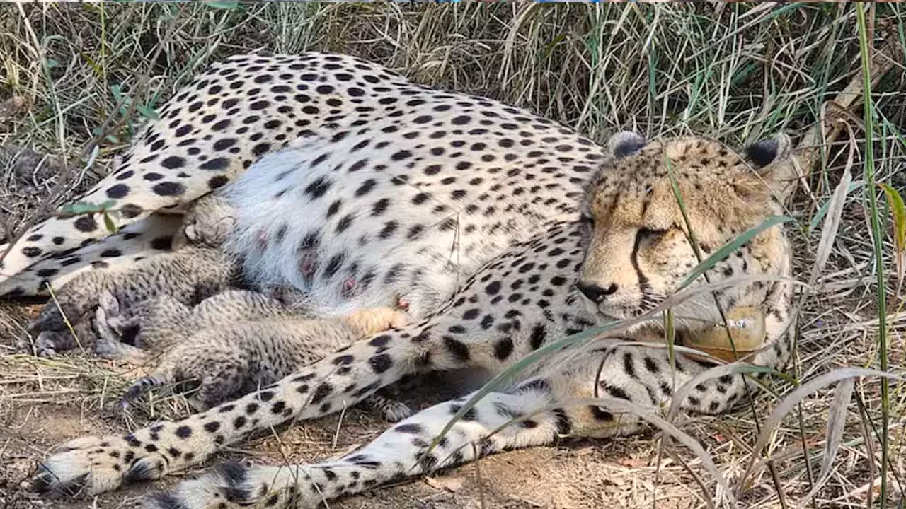Cheetah Cubs | కునో నేషనల్ పార్క్లో నాలుగు చీతా కూనల మృతి