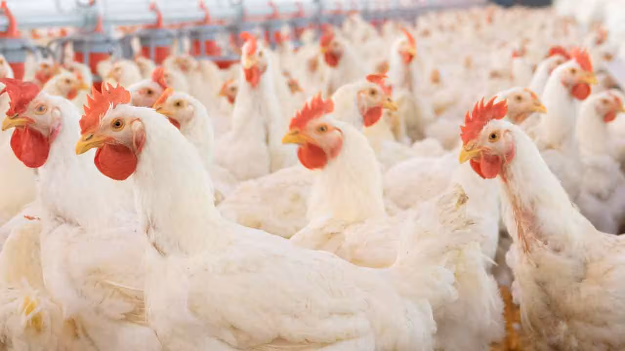 Chicken Prices | కొండెక్కిన కోడి కూర ధరలు.. అర కిలోతోనే సరిపెట్టుకుంటున్న నాన్వెజ్ లవర్స్..!