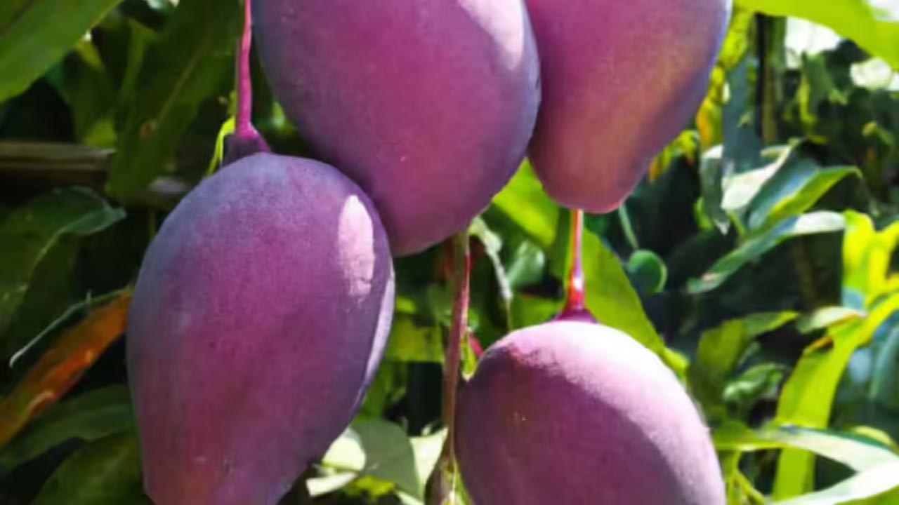 The Secret Soil Behind the rs.3 Lakh/Kg Purple Miyazaki Mango