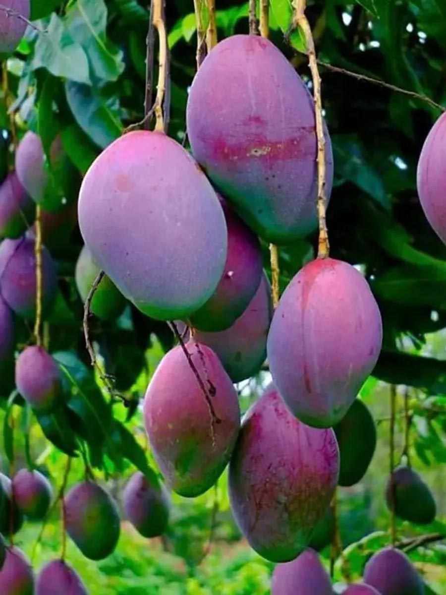 The Secret Soil Behind the rs.3 Lakh/Kg Purple Miyazaki Mango