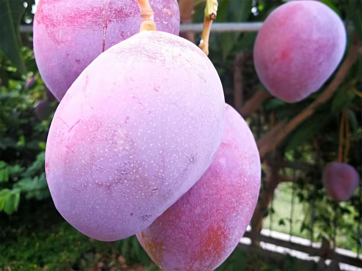 The Secret Soil Behind the rs.3 Lakh/Kg Purple Miyazaki Mango
