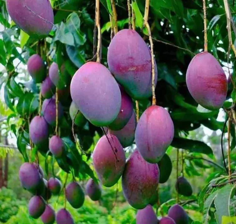 The Secret Soil Behind the rs.3 Lakh/Kg Purple Miyazaki Mango