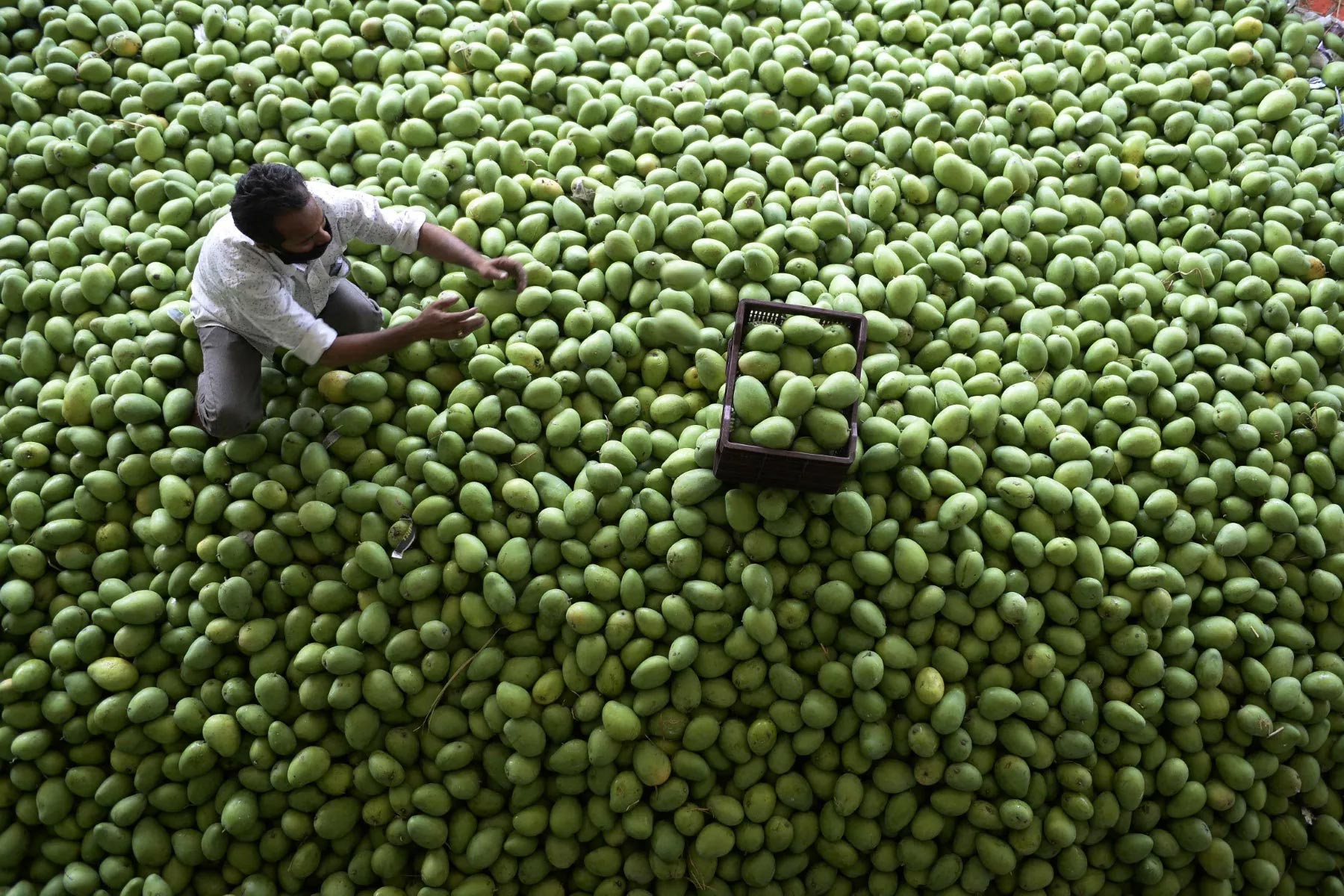 Japan Bans Indian Mangoes After 20 Years