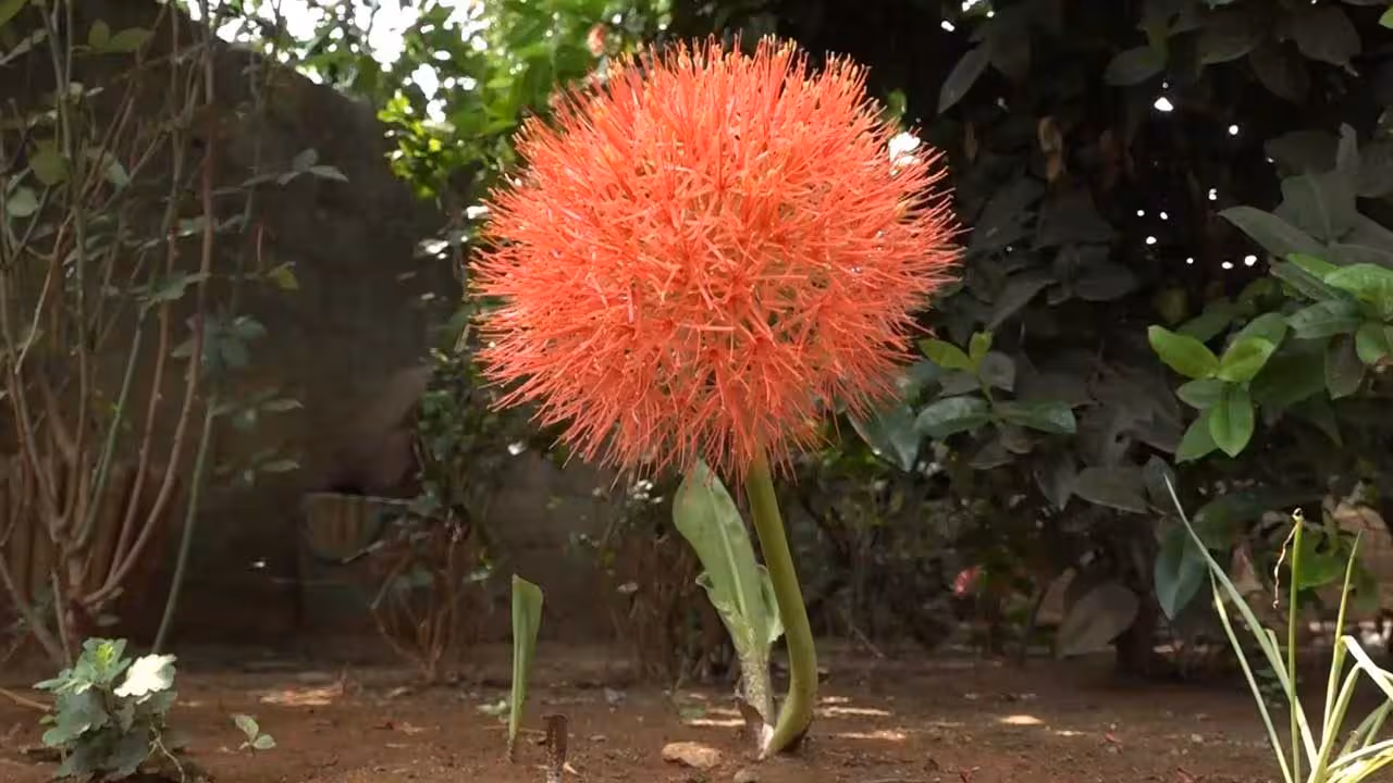 May Flower | విరబూసిన ‘మే’ పుష్పం.. కనువిందు చేస్తున్న ‘బ్లడ్ లిల్లీ’