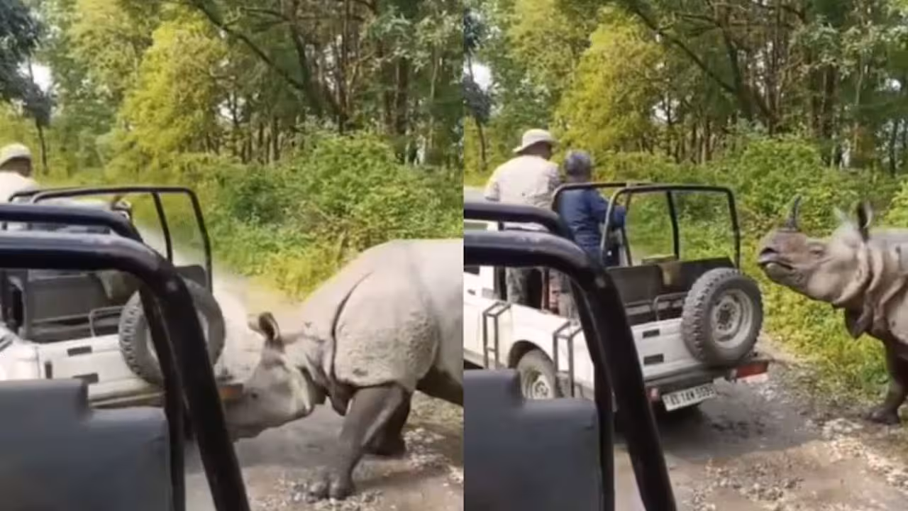 Rhino Attacks | పర్యాటకుల జీపును లేపి ఎత్తిపడేసిన ఖడ్గమృగం.. వీడియో
