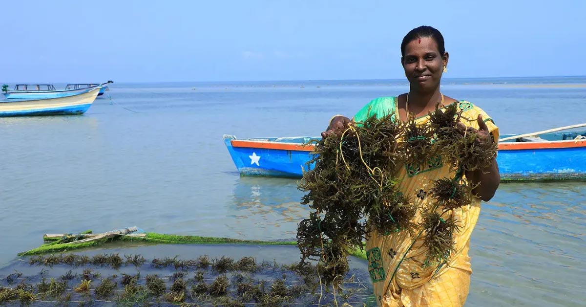 Seaweed Farming The New Cash Crop Saving India’s Fishermen
