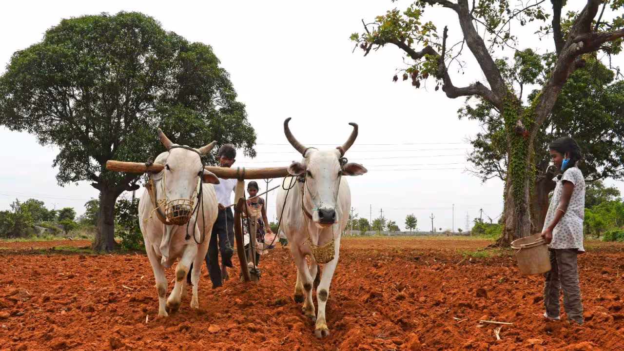 Tenant Farmers Report | యూరియా రాదు.. పంట కొనరు